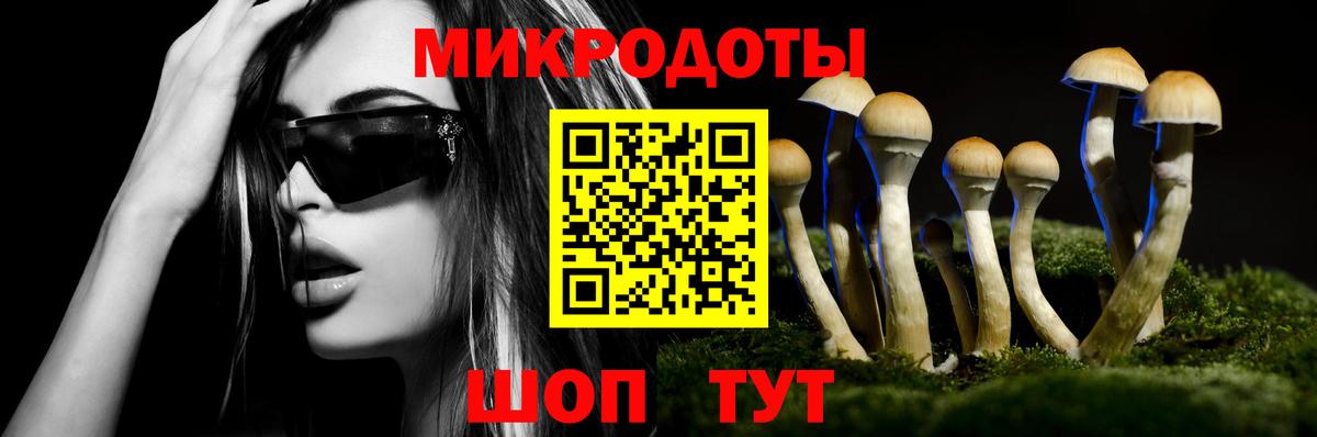Псилоцибиновые грибы Psilocybe Кинешма